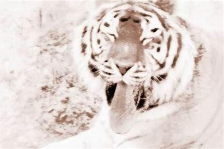 做梦梦见一只老虎
