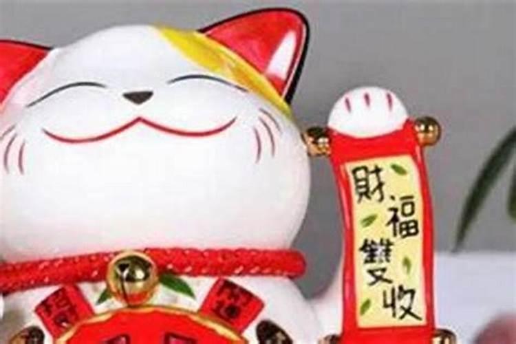 宠物猫五行属什么