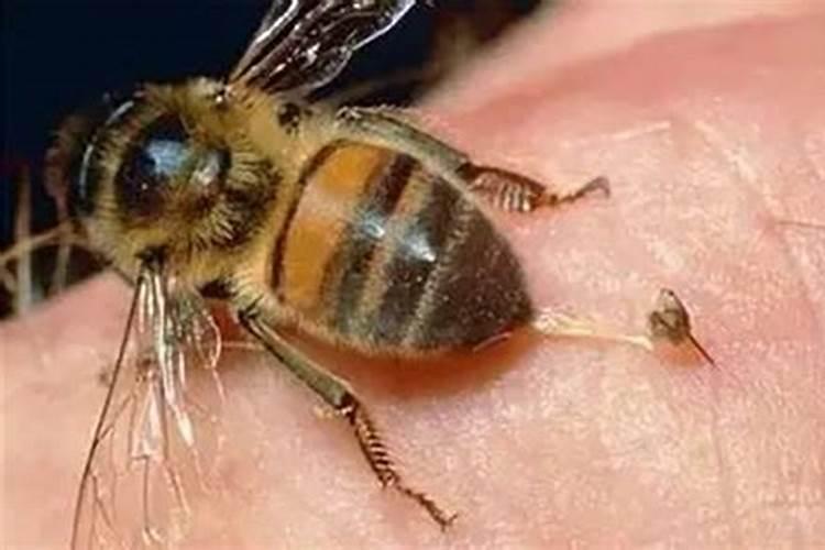 梦到被蜜蜂蛰是什么意思但没蛰到