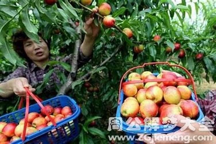 梦到水果生男孩女孩什么意思啊