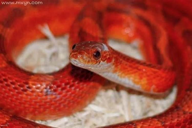 梦见红蛇是什么预兆