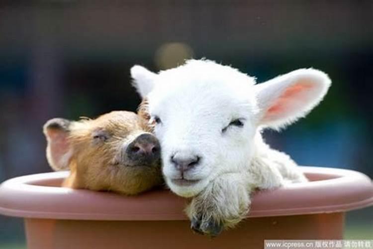 梦到猪羊在一起