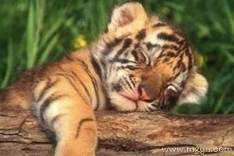 梦见小老虎是什么预兆