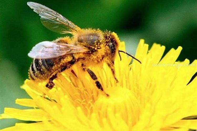 梦见被蜜蜂蛰什么意思