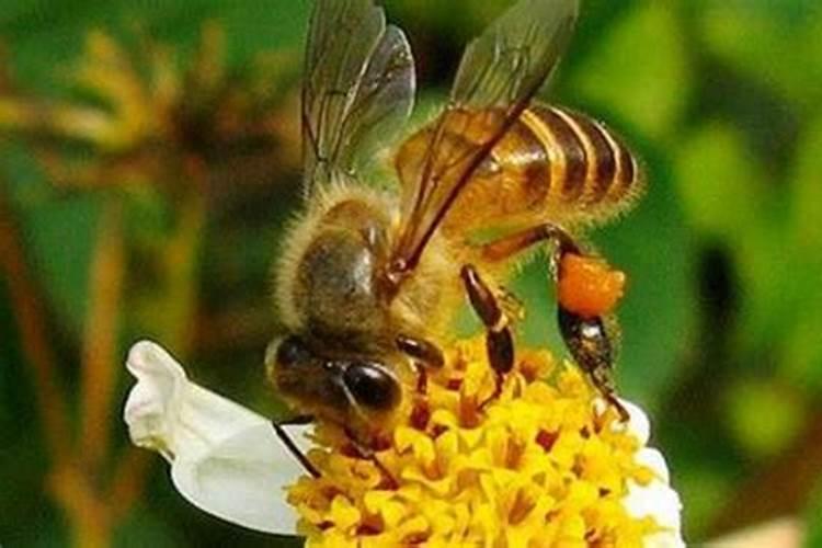 梦见被蜜蜂蛰了是好兆头吗