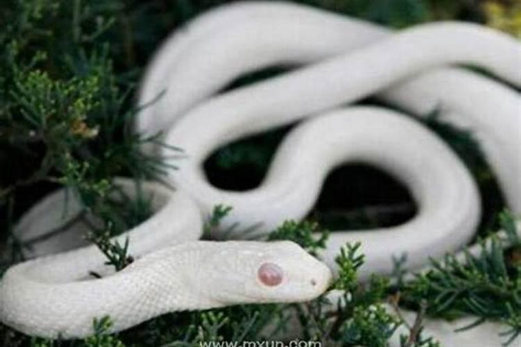 已婚妇女梦见白蛇是什么意思