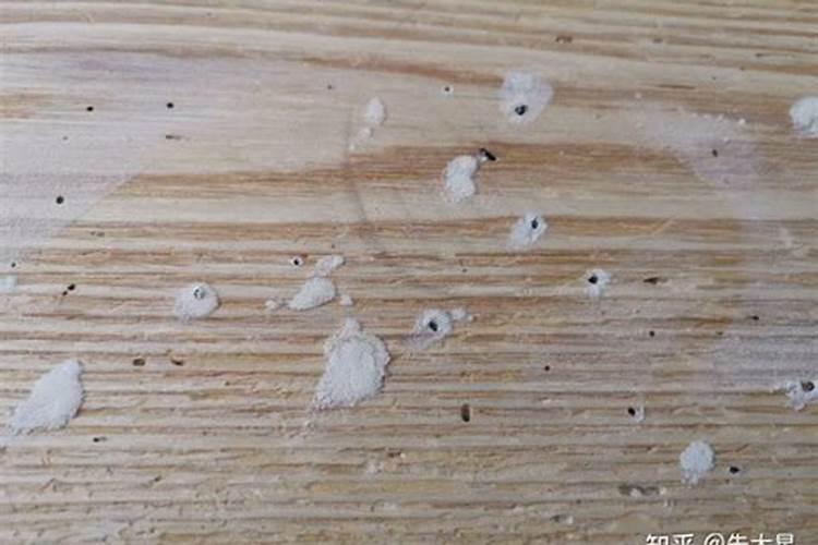 怎么预防木材生虫