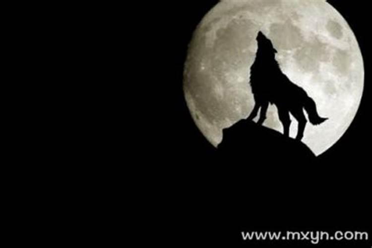 梦见狼代表着什么
