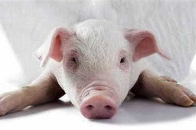 带仙缘梦见猪是什么预兆