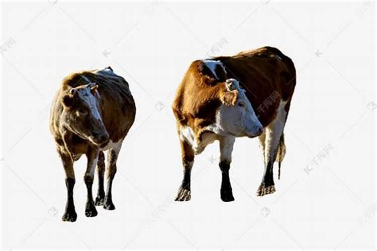 两头牛是什么生肖