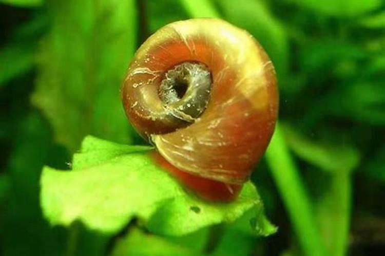 鱼缸里有蜗牛影响鱼吗