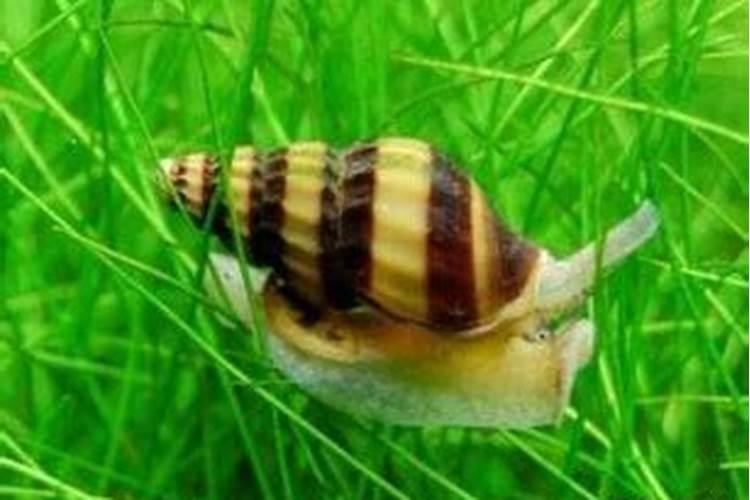 鱼缸里有蜗牛影响鱼吗