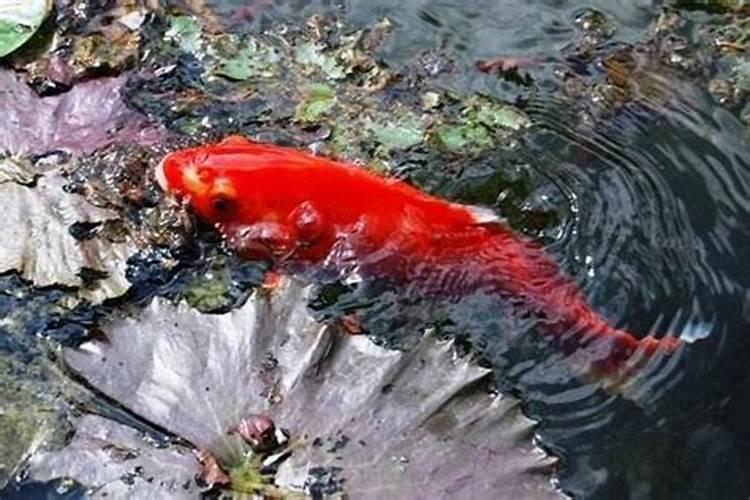 怀孕梦见大红鱼
