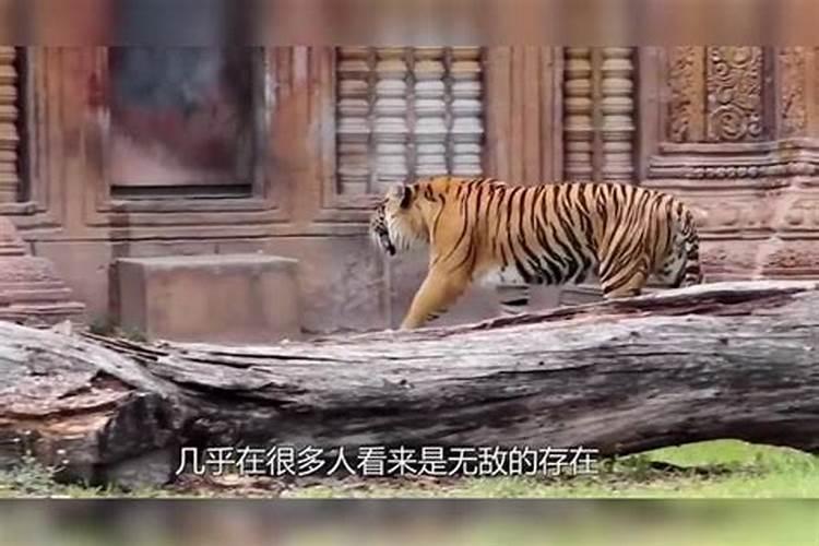 老虎最怕什么生肖