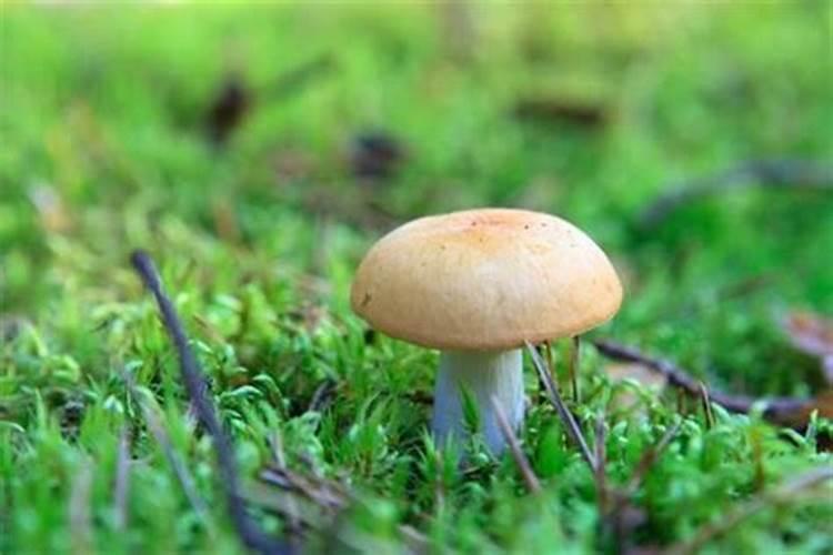 做梦梦见采蘑菇是什么意思