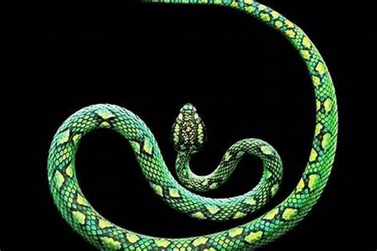 属蛇的是几年出生的多大了