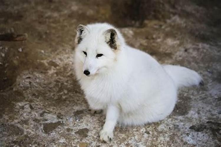 梦见白狐狸是什么预兆看着我