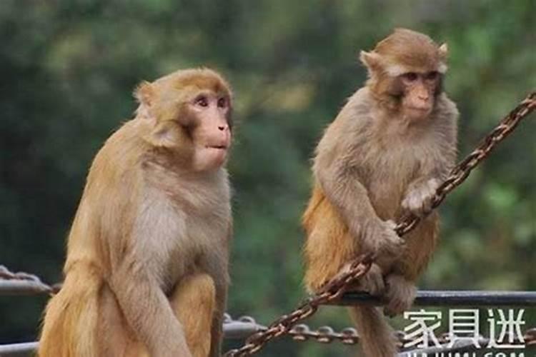 属猴的婚姻配对的属猴男婚姻