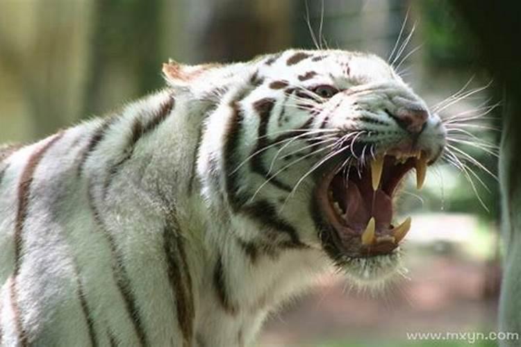梦到白色老虎非常温顺