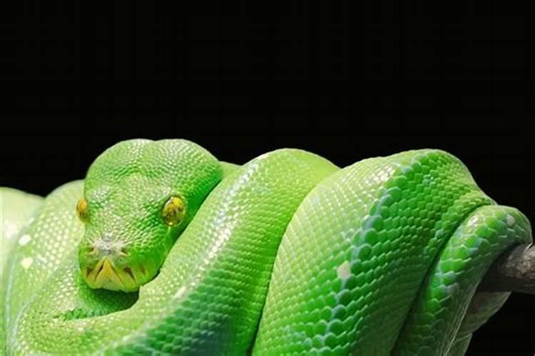 梦见好多绿色的大蟒蛇是什么意思