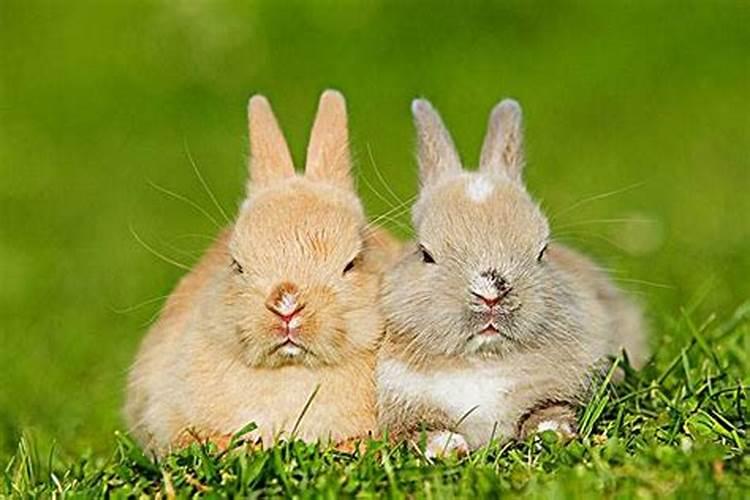 生肖属兔和属兔的配吗