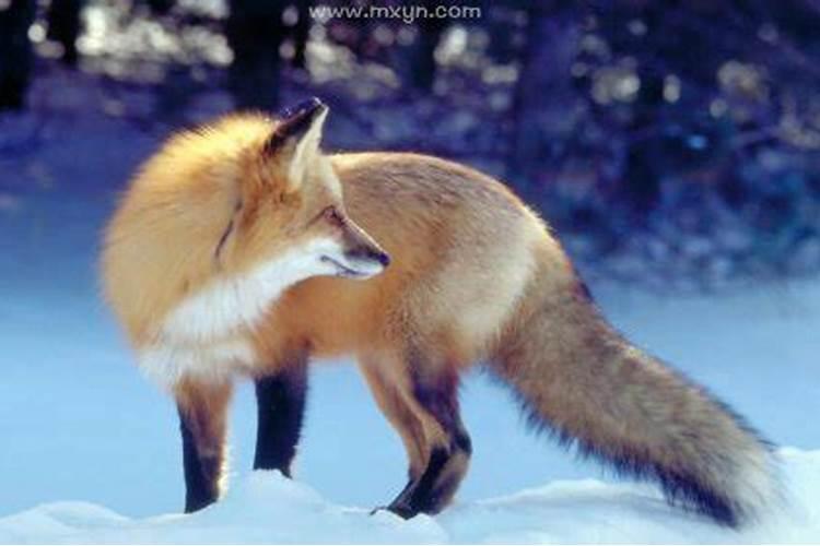 女人梦见狐狸代表什么征兆