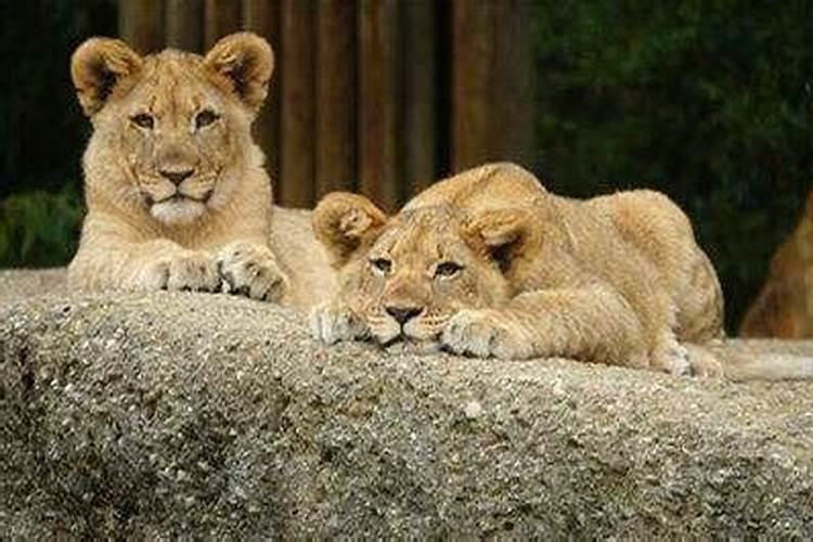 梦到和狮子是朋友
