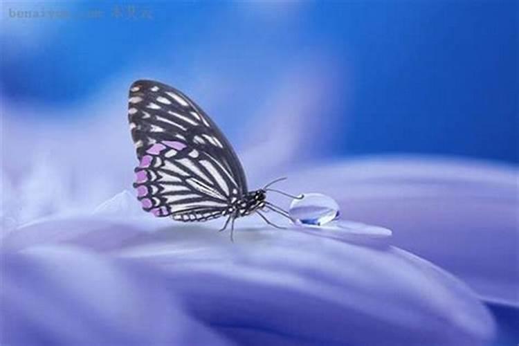 梦见白蝴蝶是什么意思