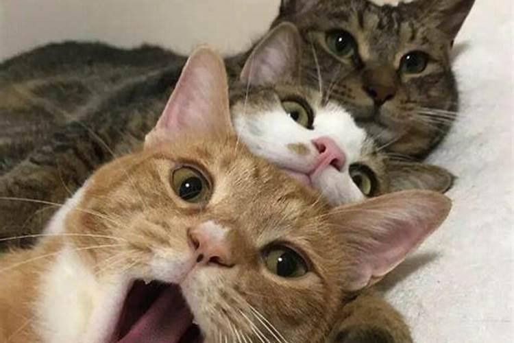 梦见三只猫咪是什么意思