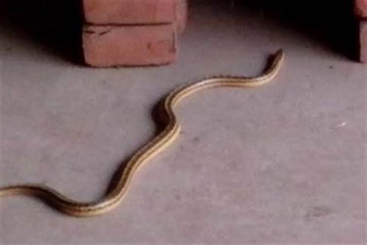 家里后院有条蛇好吗?