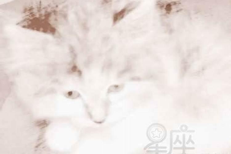 孕妇梦到小猫生小猫