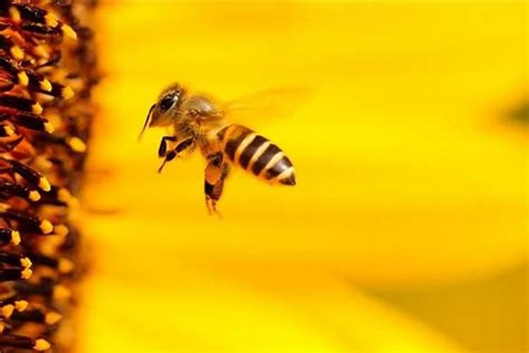 梦见被蜜蜂蛰是什么预兆
