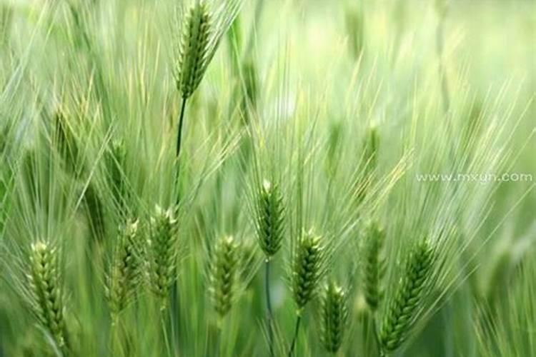 梦见小麦是什么意思有什么预兆
