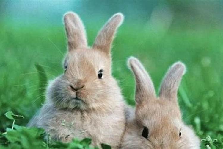 兔和兔结婚相配吗