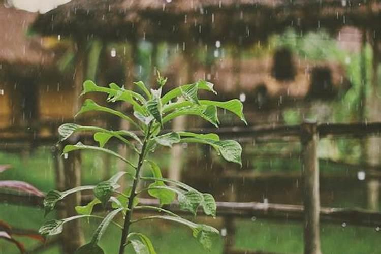 中年男人梦见下小雨好不好呀