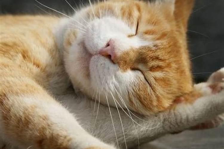 睡觉梦见猫有什么预兆