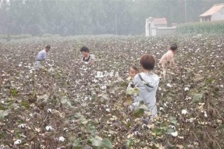 梦见棉花铺路好不好