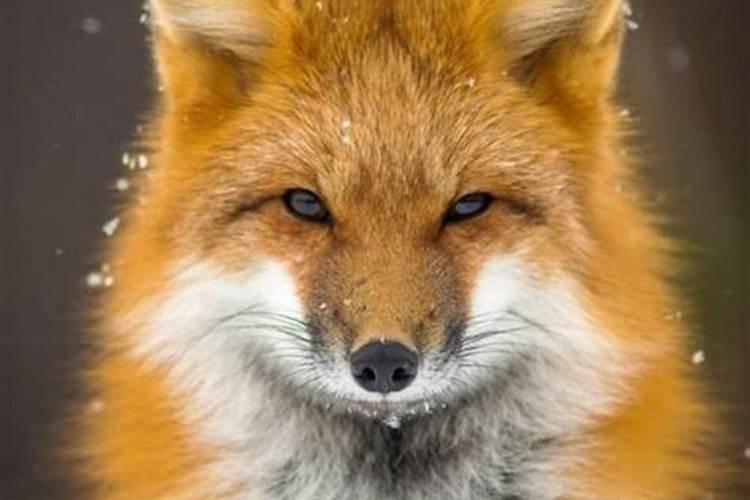 狐狸代表什么生肖