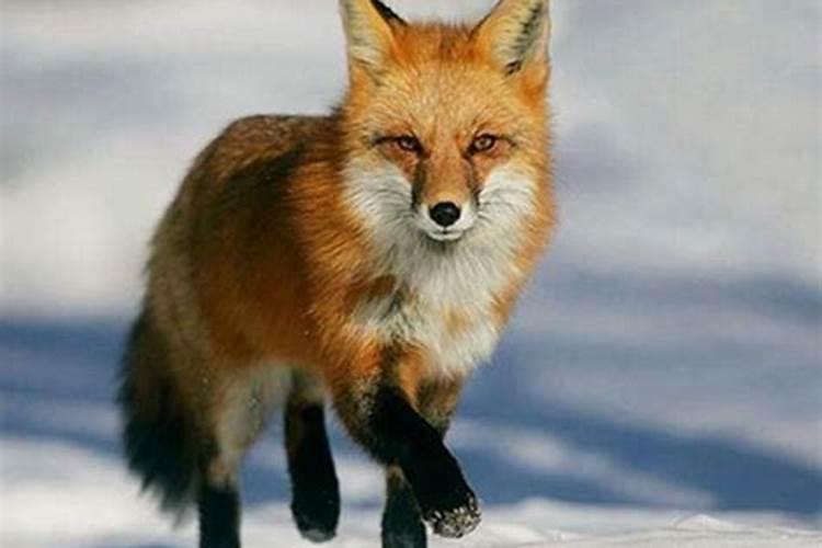 狐狸代表什么生肖