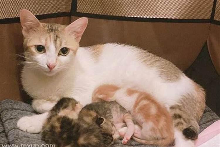 孕妇梦到猫生小猫死了两个活了三个