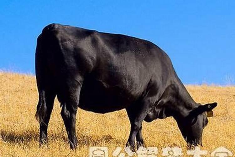 梦见牛是什么意思有什么预兆出血了呢