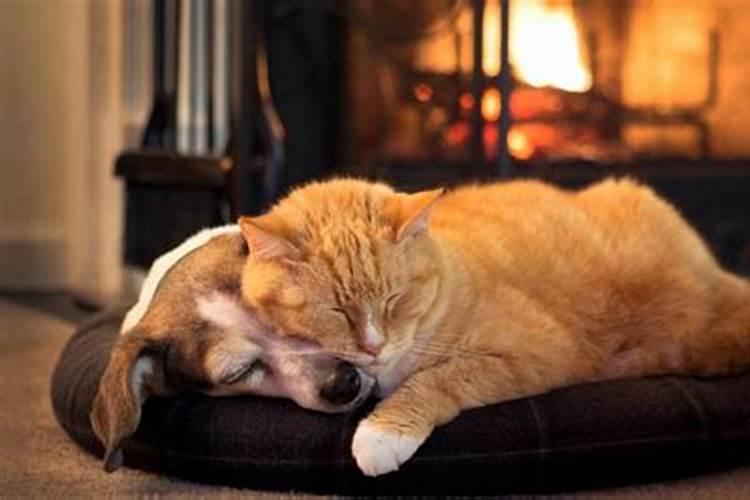 睡觉梦见猫和狗有什么预兆吗周公解梦