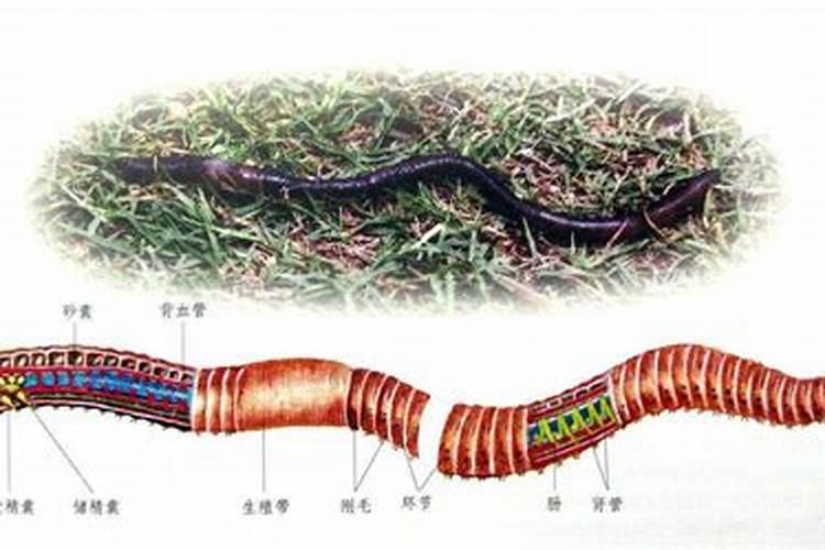 梦到蚯蚓和虫子在一起