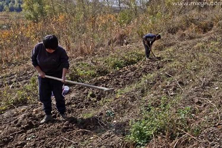 梦见自己去地里干活是什么意思