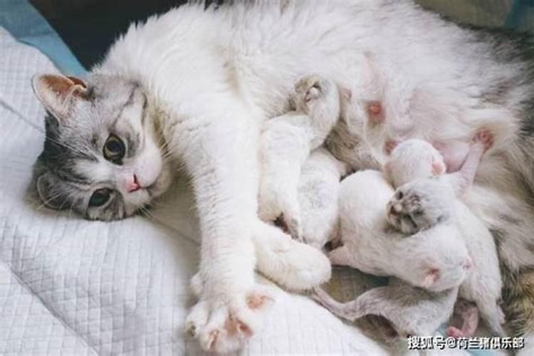 怀孕的人梦见猫咪生了好多小猫