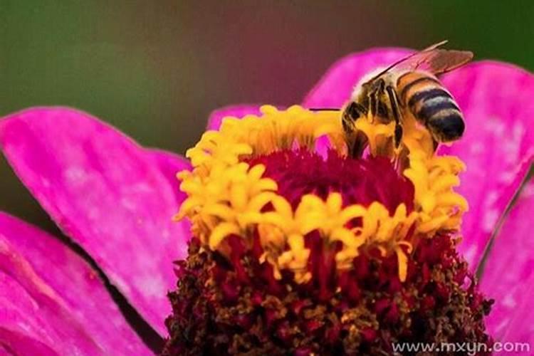 梦见被蜜蜂蛰什么意思