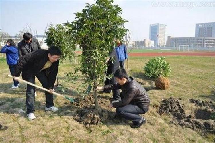 梦见植树是什么预兆解梦