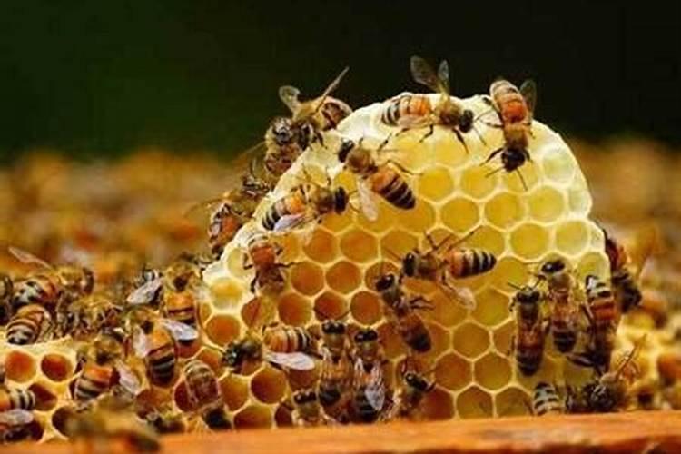 孕妇梦到蜜蜂是什么意思