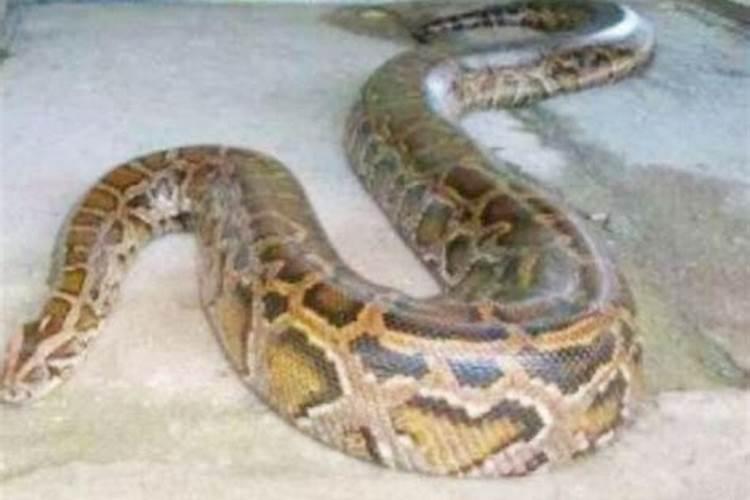 梦见两条大蟒蛇是什么征兆
