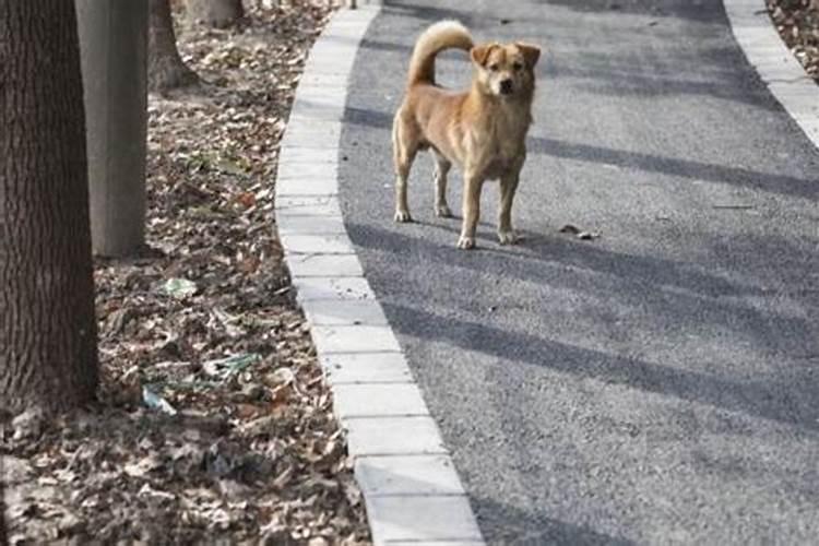 梦见狗一直追着自己跑是什么意思